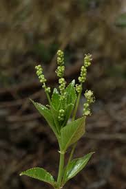 Attēlu rezultāti vaicājumam “Mercurialis perennis bud”