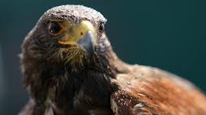 Image result for Wimbledon Hawks