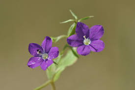 Image result for Legousia speculum-veneris