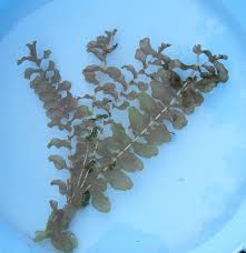 Attēlu rezultāti vaicājumam “Potamogeton perfoliatus fruit”