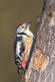 Attēlu rezultāti vaicājumam “Dendrocopos medius”