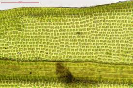 Attēlu rezultāti vaicājumam “Grimmia muehlenbeckii”