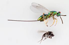 Attēlu rezultāti vaicājumam “Rabdophaga salicis”