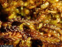 Attēlu rezultāti vaicājumam “Gymnocolea inflata”