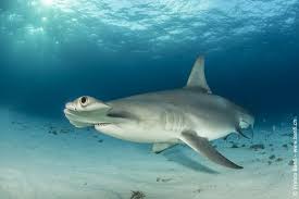 Image result for Sphyrna