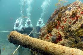 Image result for East Snorkellers