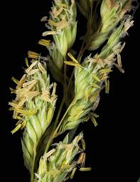 Attēlu rezultāti vaicājumam “Phalaroides arundinacea leaf”