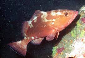 Image result for Epinephelus morio