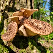 Attēlu rezultāti vaicājumam “Polyporus squamosus”