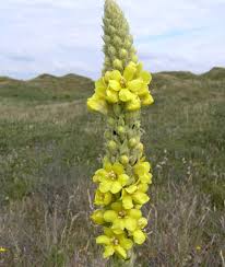Attēlu rezultāti vaicājumam “Verbascum thapsus flower”