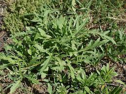 Attēlu rezultāti vaicājumam “Diplotaxis tenuifolia fruit”
