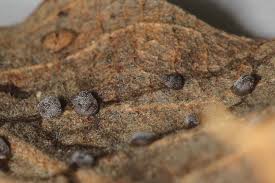 Attēlu rezultāti vaicājumam “Didymium clavus spores”