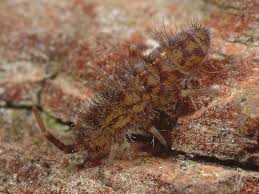 Attēlu rezultāti vaicājumam “Orchesella sp.”