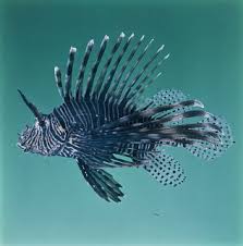 Image result for Pterois miles