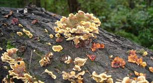 Attēlu rezultāti vaicājumam “Stereum hirsutum”