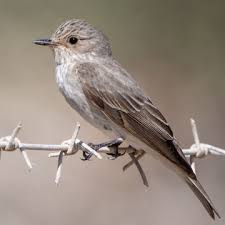 Attēlu rezultāti vaicājumam “Muscicapa striata juvenile”