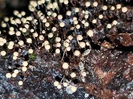 Attēlu rezultāti vaicājumam “Cribraria sp.”