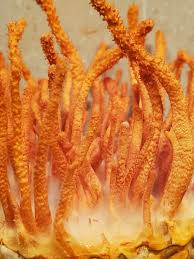 Attēlu rezultāti vaicājumam “Cordyceps polyarthra”