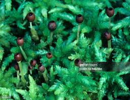 Attēlu rezultāti vaicājumam “Sphagnum sporophyte”