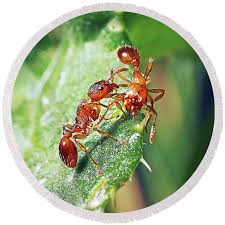 Attēlu rezultāti vaicājumam “Myrmica rubra”