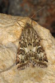 Attēlu rezultāti vaicājumam “Protoschinia scutosa”