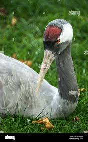 Attēlu rezultāti vaicājumam “Grus grus adult”