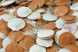 Image result for Placopecten magellanicus