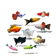 Image result for ikan