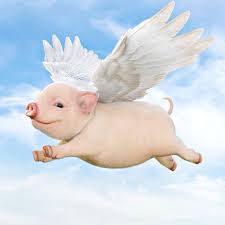 Image result for flying pigs