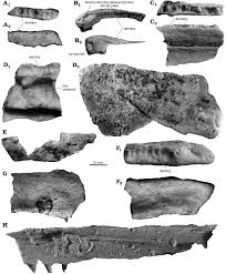 Attēlu rezultāti vaicājumam “Laccognathus panderi”