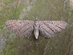 Attēlu rezultāti vaicājumam “Eupithecia satyrata”