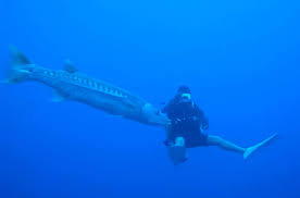 Image result for Dive Barracuda
