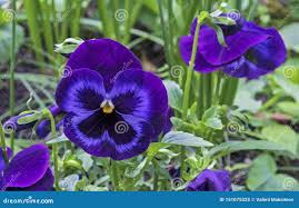 Attēlu rezultāti vaicājumam “Viola tricolor leaf”