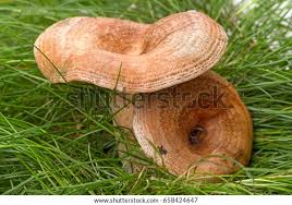 Attēlu rezultāti vaicājumam “Lactarius torminosus”