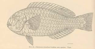 Image result for Calotomus carolinus