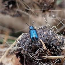Attēlu rezultāti vaicājumam “Necrobia violacea”
