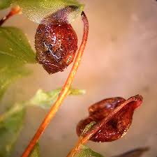 Attēlu rezultāti vaicājumam “Cinclidium stygium”