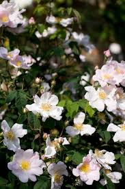 Attēlu rezultāti vaicājumam “Rosa canina”