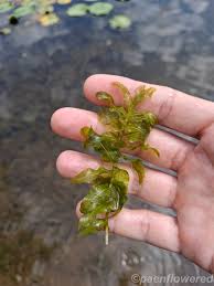 Attēlu rezultāti vaicājumam “Potamogeton perfoliatus leaf”