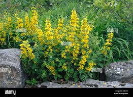 Attēlu rezultāti vaicājumam “Lysimachia vulgaris”