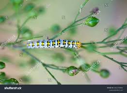 Attēlu rezultāti vaicājumam “Shargacucullia scrophulariae”