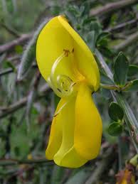 Attēlu rezultāti vaicājumam “Cytisus scoparius flower”