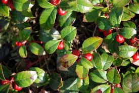 Attēlu rezultāti vaicājumam “Gaultheria cuneata”