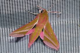 Attēlu rezultāti vaicājumam “Deilephila elpenor imago”