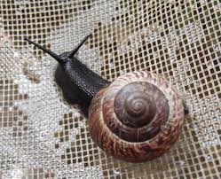 Attēlu rezultāti vaicājumam “Arianta arbustorum”