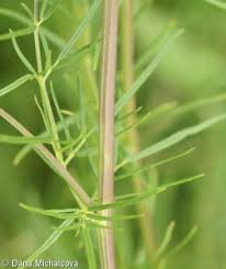 Attēlu rezultāti vaicājumam “Thalictrum lucidum leaf”