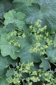 Attēlu rezultāti vaicājumam “Alchemilla vulgaris aggr. leaf”