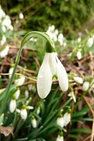 Attēlu rezultāti vaicājumam “Galanthus nivalis leaf”