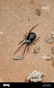 Attēlu rezultāti vaicājumam “Steatoda grossa”