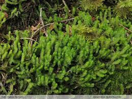 Attēlu rezultāti vaicājumam “Barbilophozia kunzeana”